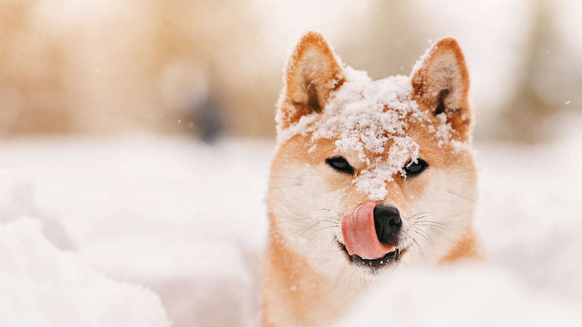 Schnee fressen beim Hund: Symptome, Schneegastritis & was jetzt hilft