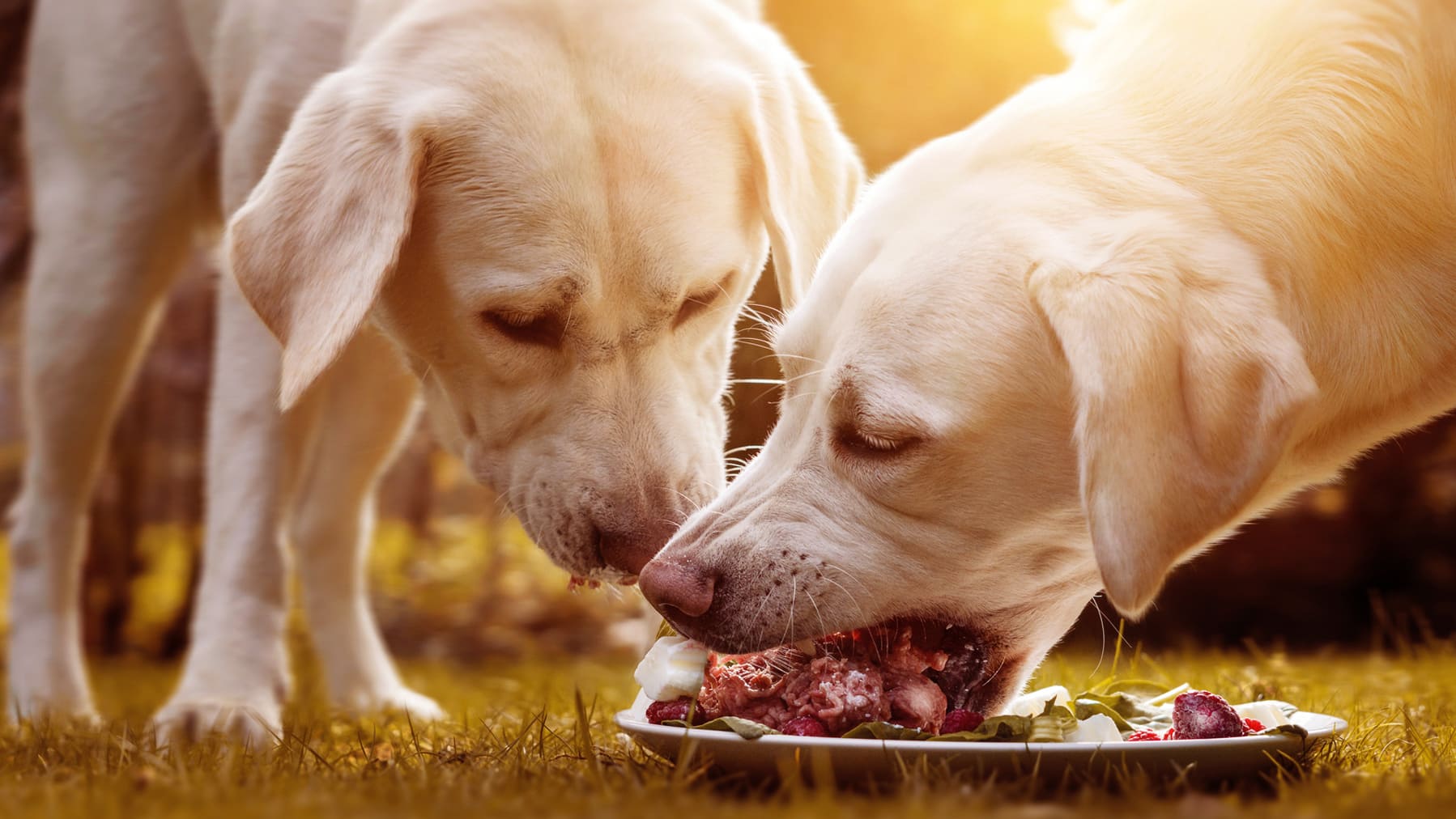 Hunde BARFen — Das musst du darüber wissen