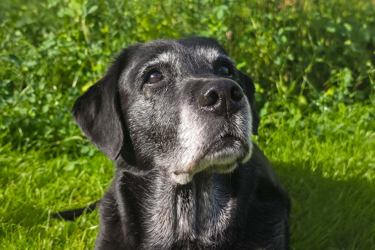 Alte Hunde: So begleitest Du Deinen Senior liebevoll durch den Alltag