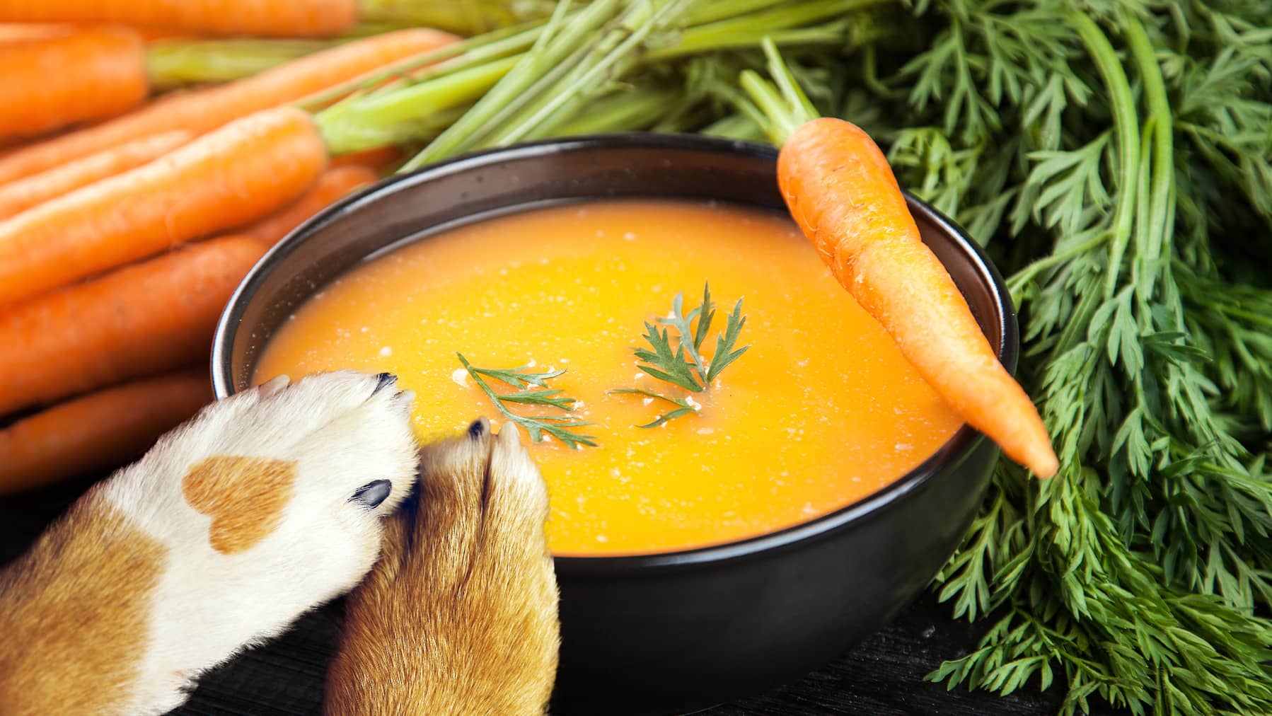 Moro’sche Möhrensuppe für Hunde: Wirkung, Rezept, Dosierung & wann sie wirklich hilft