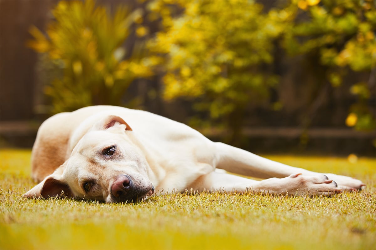 Hilfe, mein Hund hat Arthrose: So hilfst du ihm!