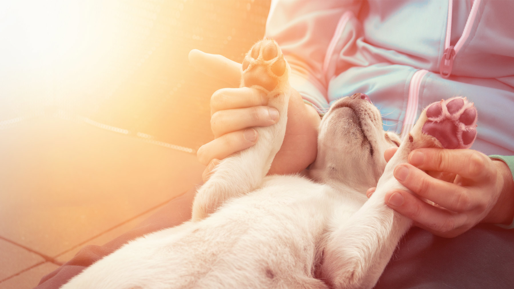 Krallenveränderungen beim Hund