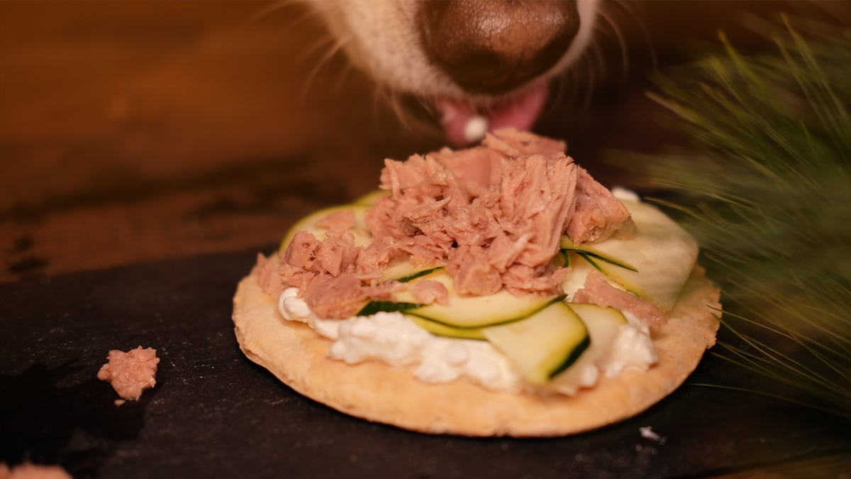 Rezeptidee: Hunde-Pizza als besonderer Snack für Deinen tierischen Liebling