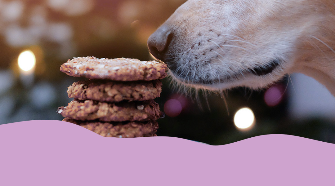 Hundebananenkekse aus nur 2 Zutaten. Auf dem Bild sieht man einen Hund, der an den leckeren Hundekeksen riecht.