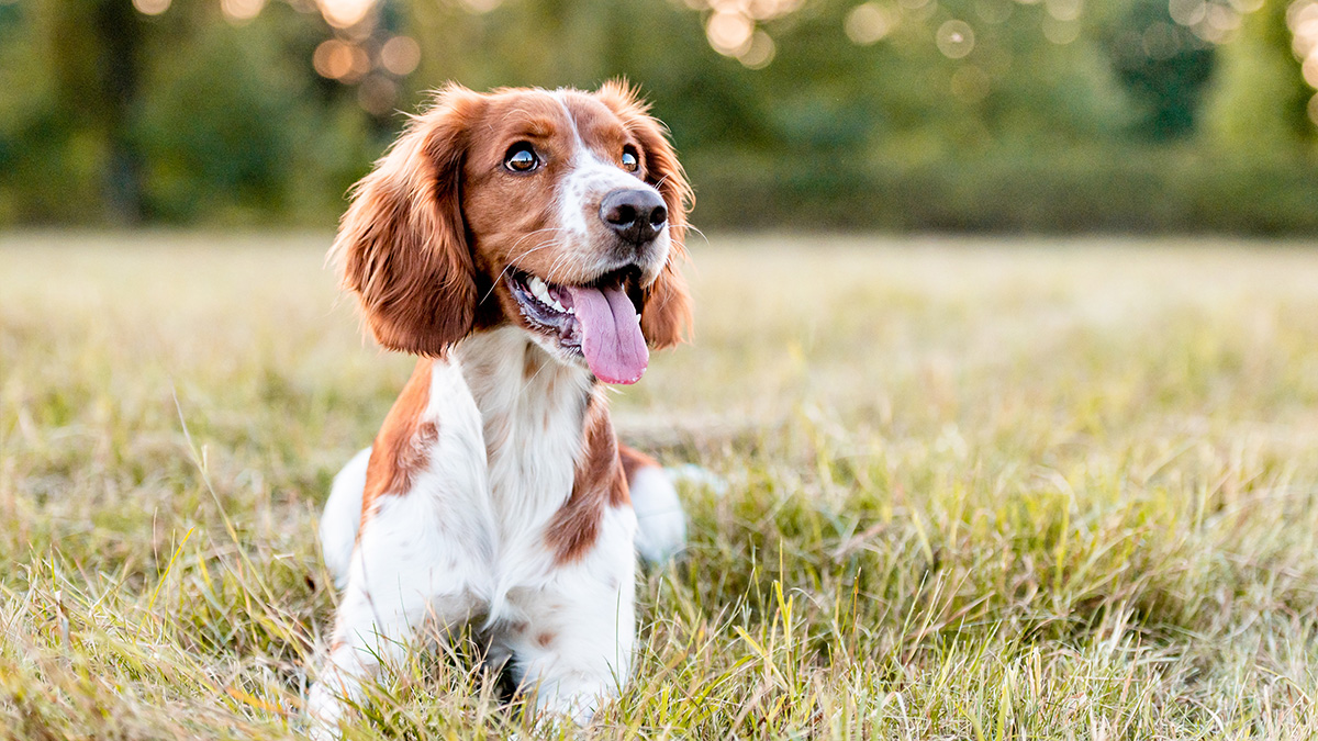 Hundegelenke unterstützen? Wir zeigen Dir, wie es geht!
